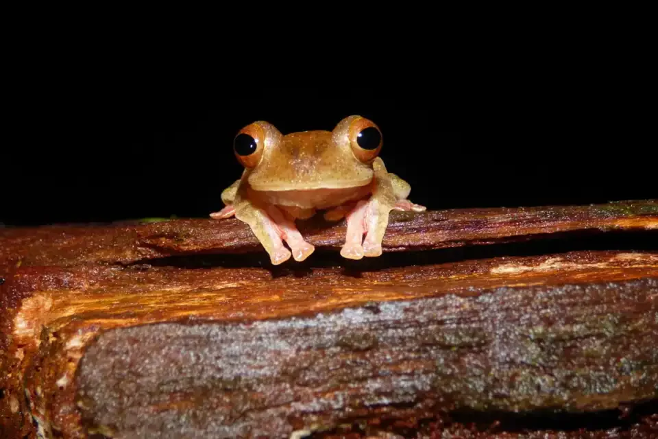 Frosch auf einem Ast bei einer nächtlichen Beobachtung
