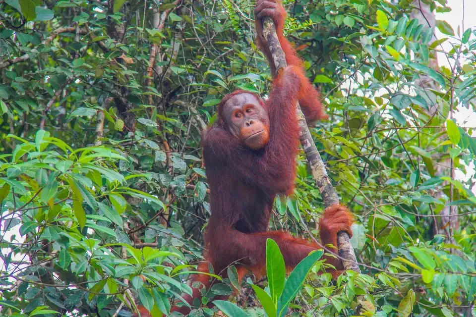 Orang-Utan zwischen den Bäumen in Semenggoh